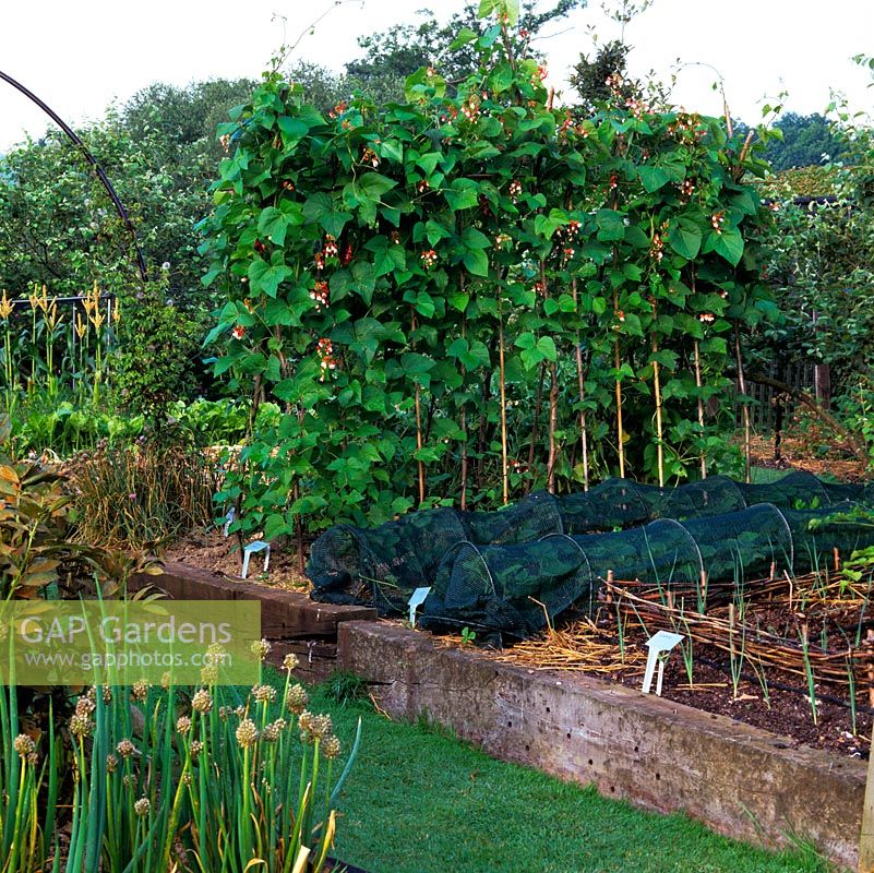 Kitchen garden with raised beds supported in railway sleepers. Runner beans on canes, strawberries under nets beside young leeks.