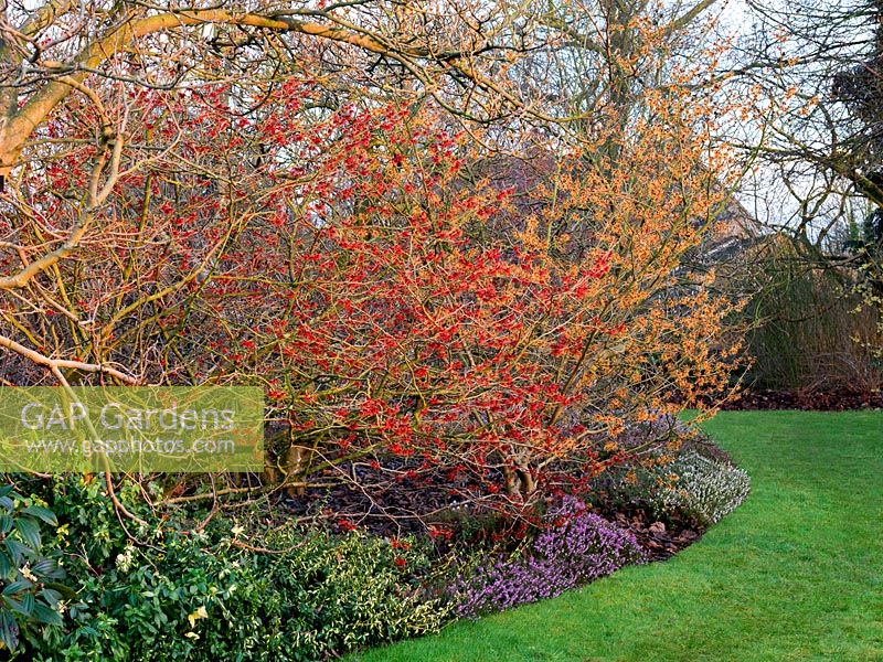 National Collection of witch hazels. Hamamelis x intermedia Diane and Vesna are in a border, underplanted with heathers - Erica King George. 