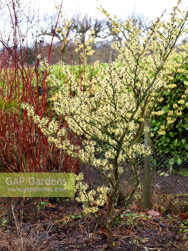 Hamamelis x intermedia Pallida, has spidery fragrant yellow flowers with crinkled, crimped petals. Behind, red winter dogwood stems.