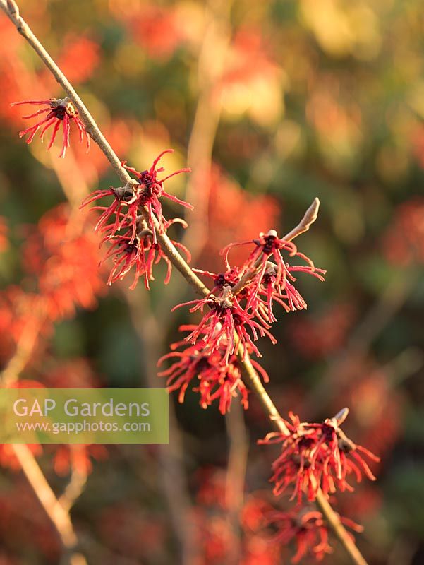 Hamamelis x intermedia Rubin has fragrant, reddish orange flowers with crinkled, crimped petals.