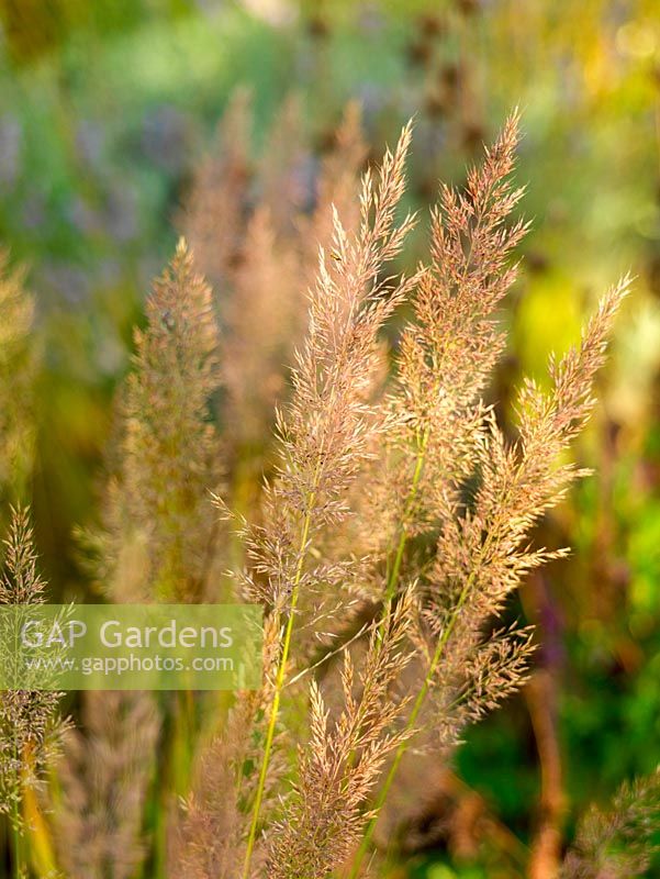 Calamagrostis brachytricha, diamond grass, a perennial ornamental grass with feathery seedheads.
