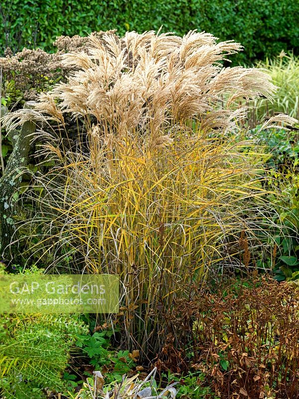 Miscanthus sinensis Silver Feather, a deciduous, perennial, clump-forming ornamental grass which, in autumn, bears plumes of silky, silvery, trailing spikes.