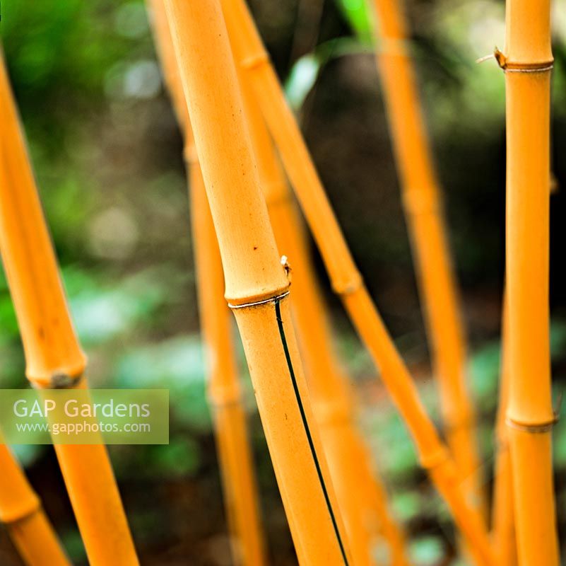 Phyllostachys aureosulcata var. aureocaulis, yellow groove bamboo