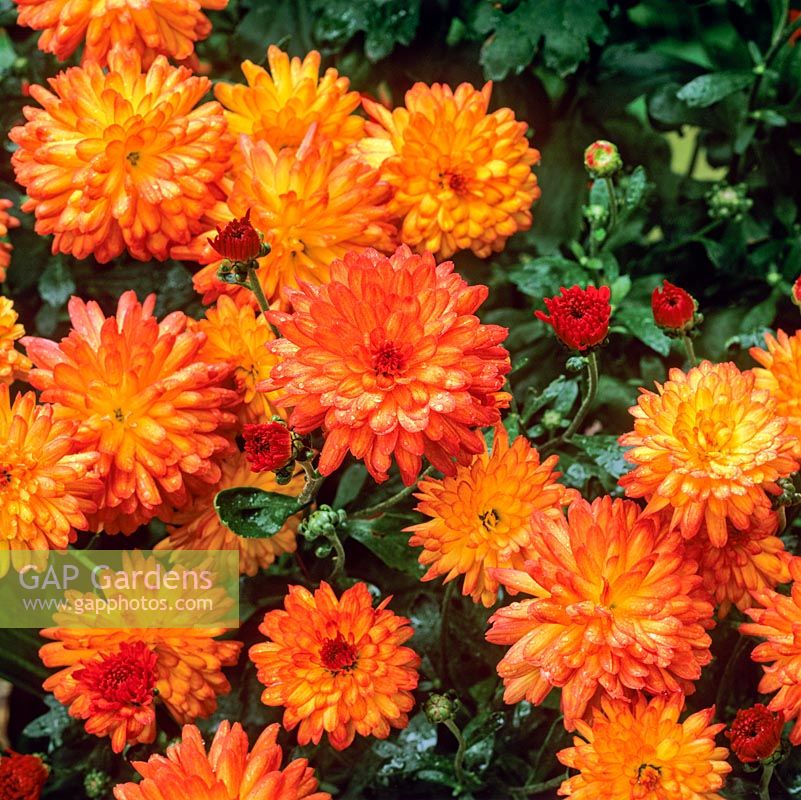 Chrysanthemum Wendy, a florists spray variety with clusters of orange flowers.
