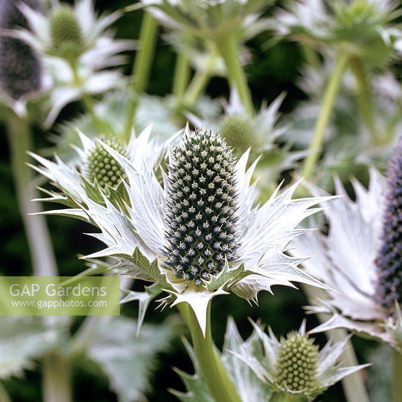 Eryngium Miss Wilmotts Ghost, sea holly, a perennial flowering from summer into autumn.