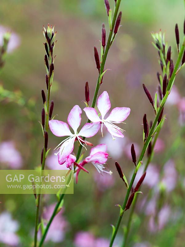 Gaura lindheimeri, a herbaceous perennial with delicate starry flowers. 