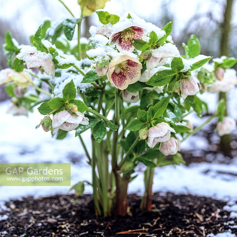 Helleborus x hybridus Ashwood Garden hybrids, a white speckled with maroon variety, flowers in winter in spite of snow.