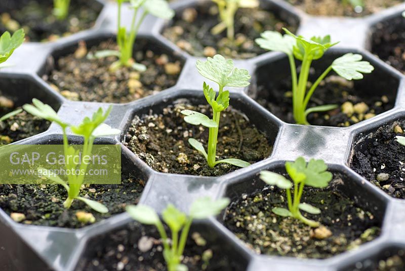 Celeriac 'Prinz' seedlings