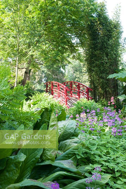 Red Japanese style bridge in the Bog Garden at Forde Abbey with Primula beesiana, Phyllostachys and Lysichiton americanus foliage in foreground