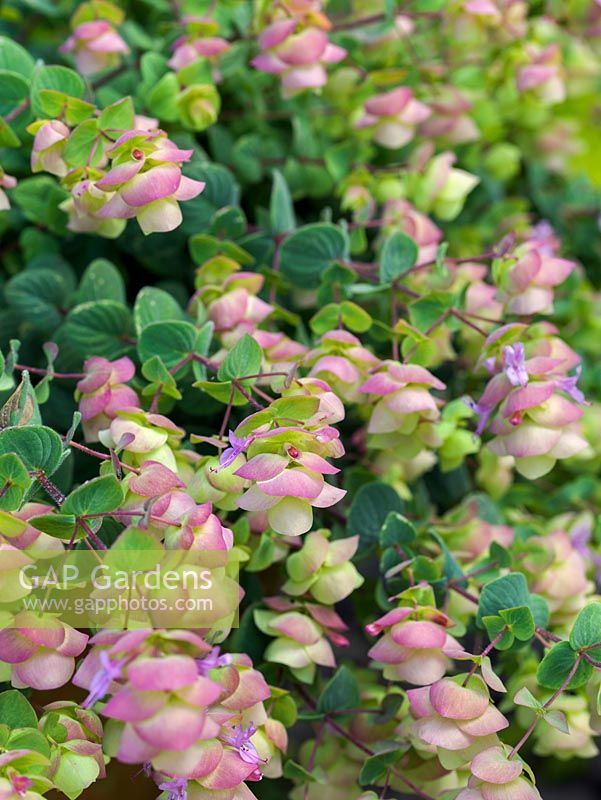 Origanum 'Kent Beauty' with pretty pink flowers and aromatic leaves.