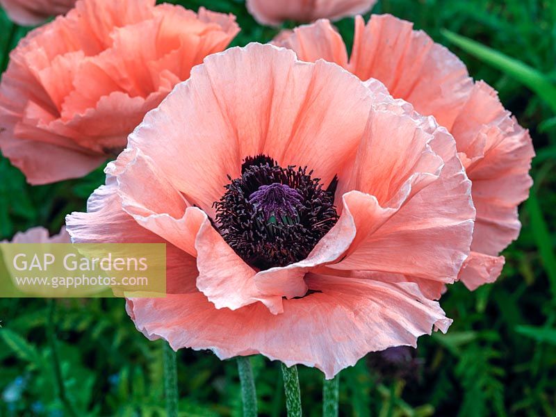 Papaver orientale Khedive, a pink poppy, a herbaceous perennial flowering in summer.