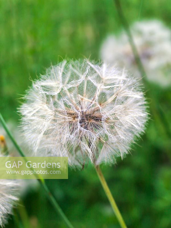 Taraxacum officinale - Dandelion seedheads 