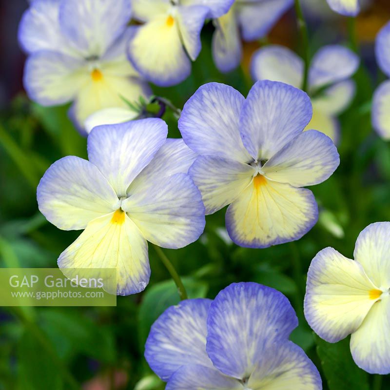 Viola Josie, a perennial viola with large rich cream flowers edged in the palest mauve.