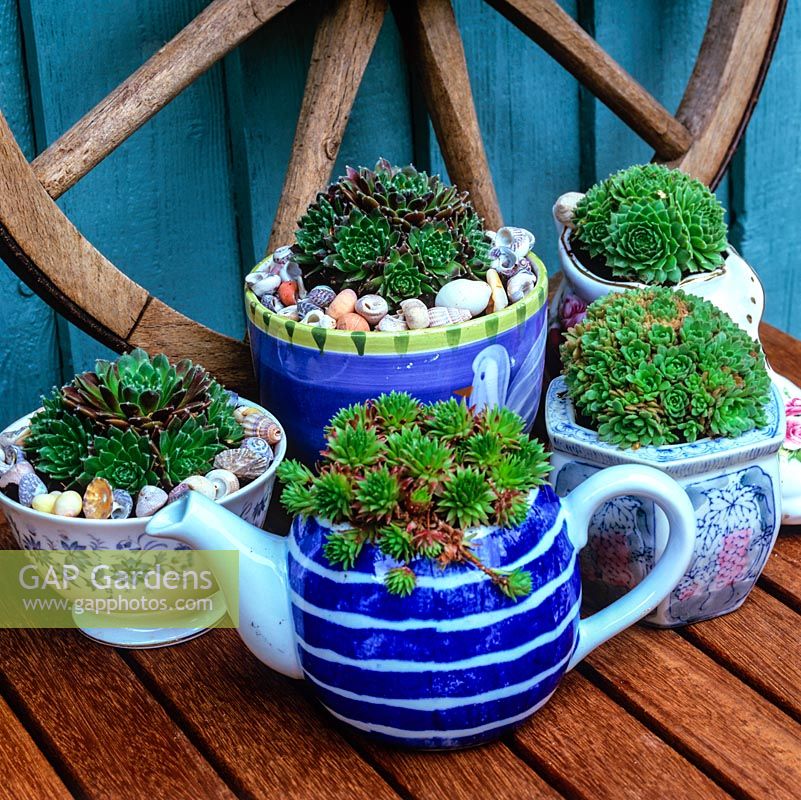 A redundant teapot, cup and sugar bowls filled with sempervivum rosettes, placed on a table with an old wooden cartwheel in the background.