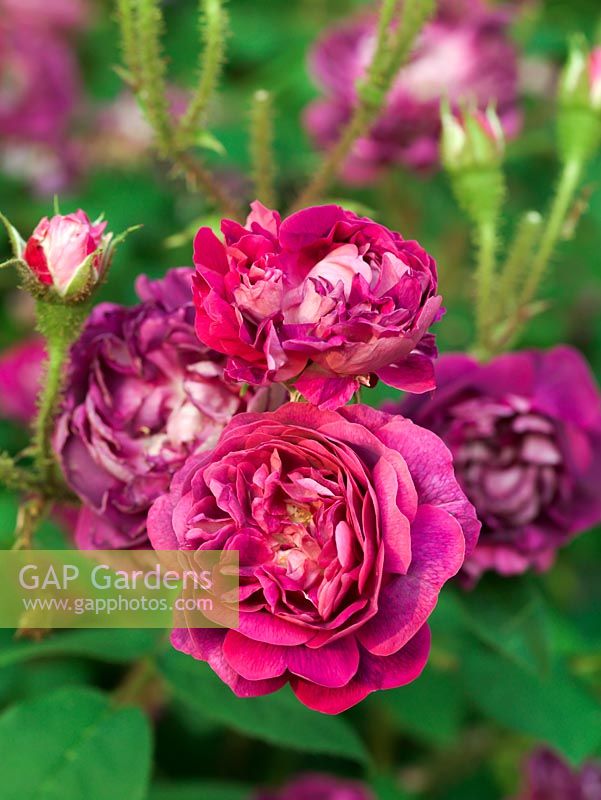 Rosa William Lobb, a vigorous moss rose with cupped, double, scented, purple flowers