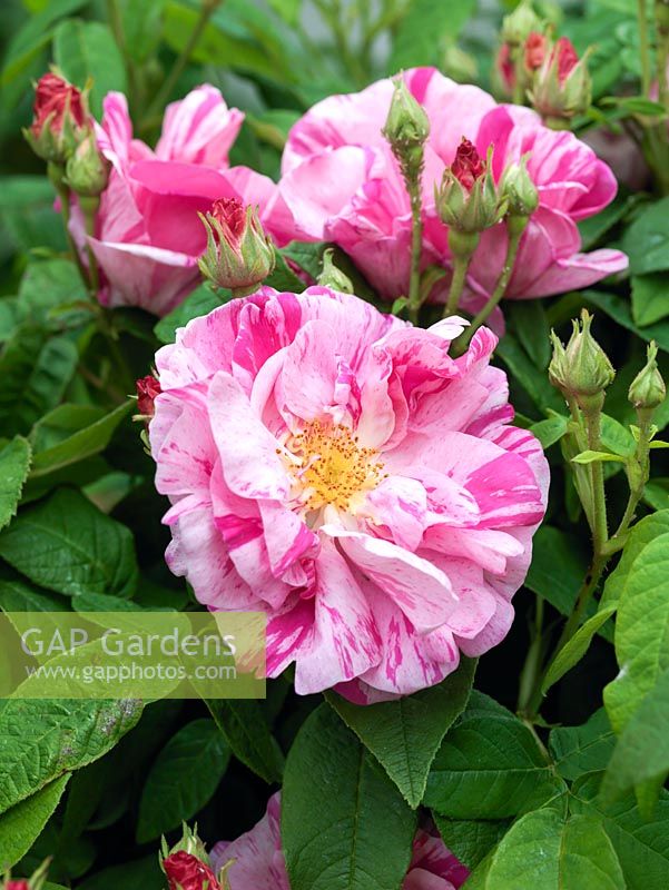 Rosa Ferdinand Pichard, an old hybrid perpetual rose with striped, cupped flowers in scarlet and pink.