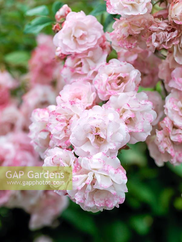 Rosa Maid of Kent, a vigorous pink repeat flowering climbing rose.
