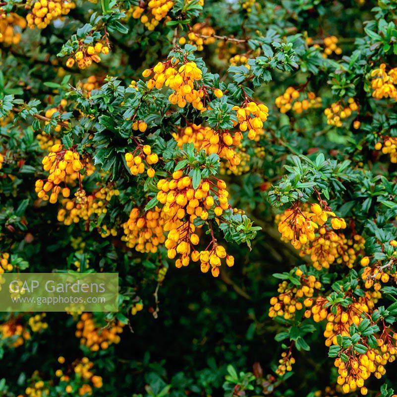 Berberis darwinii is an evergreen shrub bearing masses of dark orange flowers in spring.