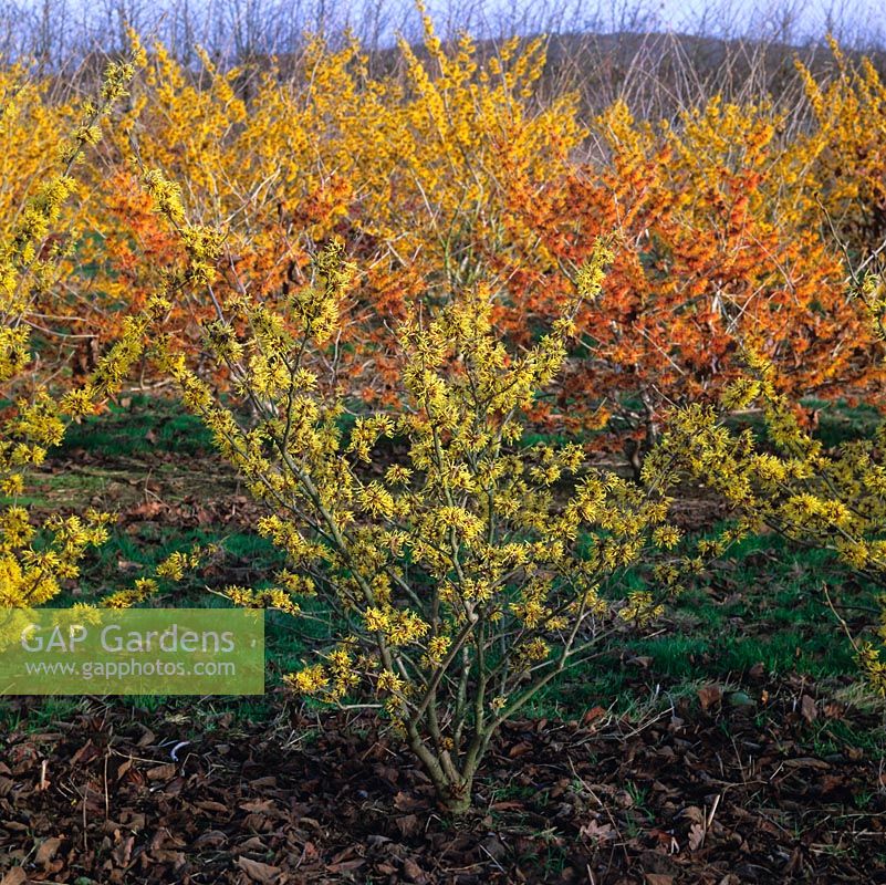 Hamamelis x intermedia Pallida with H. x Glowing Embers and Barmstedt Gold behind