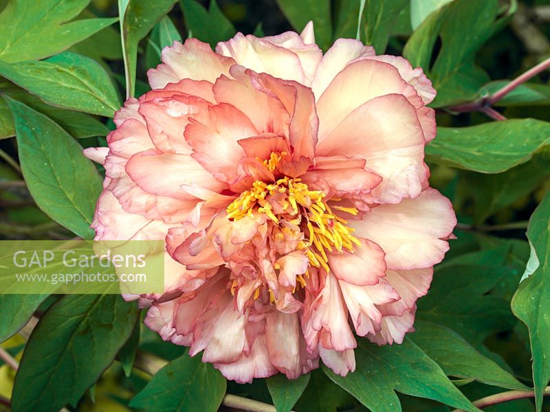 Paeonia x lemoinei Souvenir de Maxime Cornu, a tree peony flowering in spring with large, double, apricot coloured flowers with pink edging on the ruffled petals.