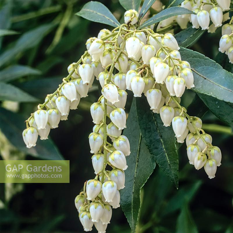 Pieris japonica Taiwanensis Group, an evergreen shrub bearing drooping clusters of tiny white flowers from late winter.