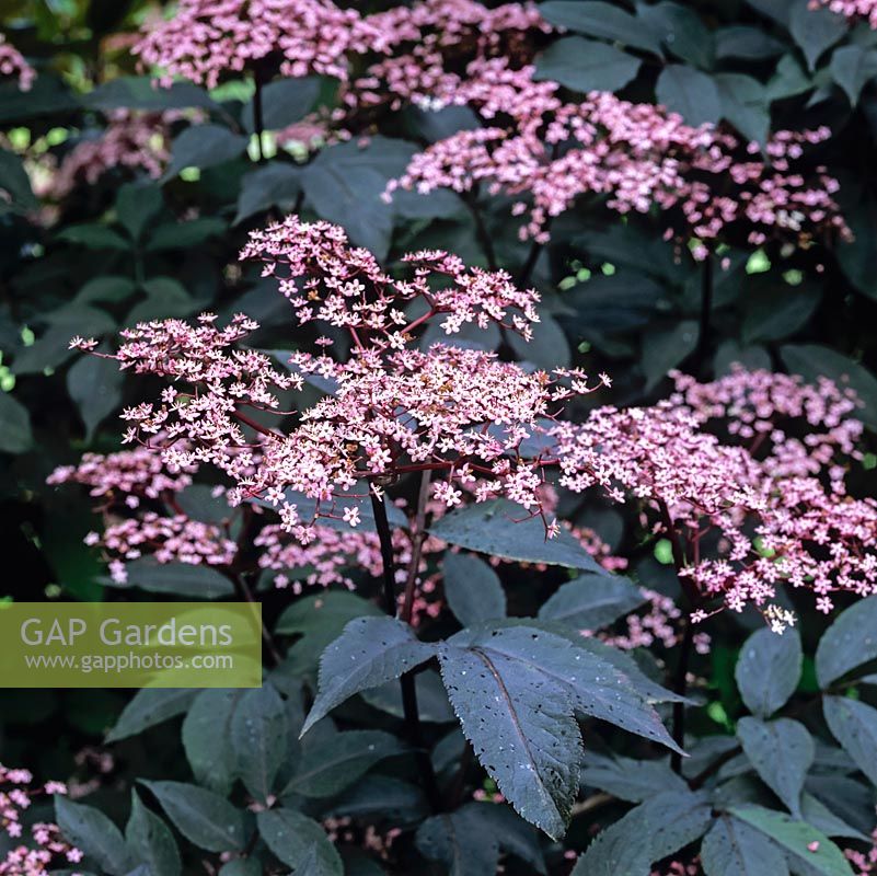 Sambucus nigra Black Beauty, black elder, a deciduous shrub with blackish leaves and pink flowers in flattish heads.