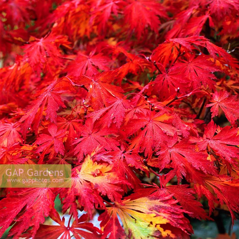 Acer palmatum ablaze with scarlet autumn foliage.