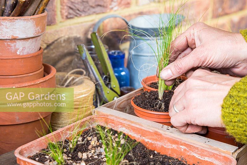 Potting on developed Carex comans 'Frosted Curls'. 