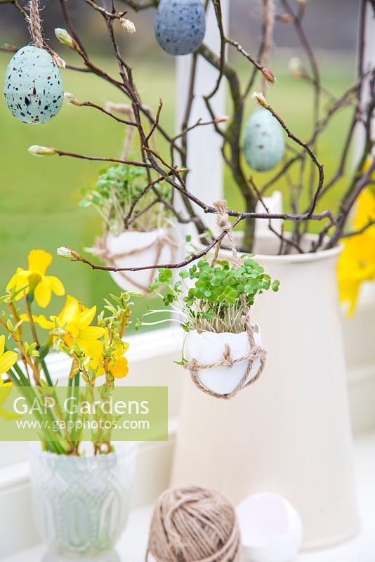 Egg Shell Cress hanging in knotted string baskets, amongst an Easter display of narcissi, twigs and blown eggs.