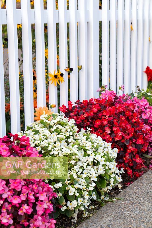 Begonia semperflorens cultorum in pink, white and red beside a fence