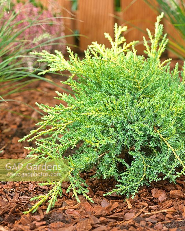 Juniperus x pfitzeriana Gold Star