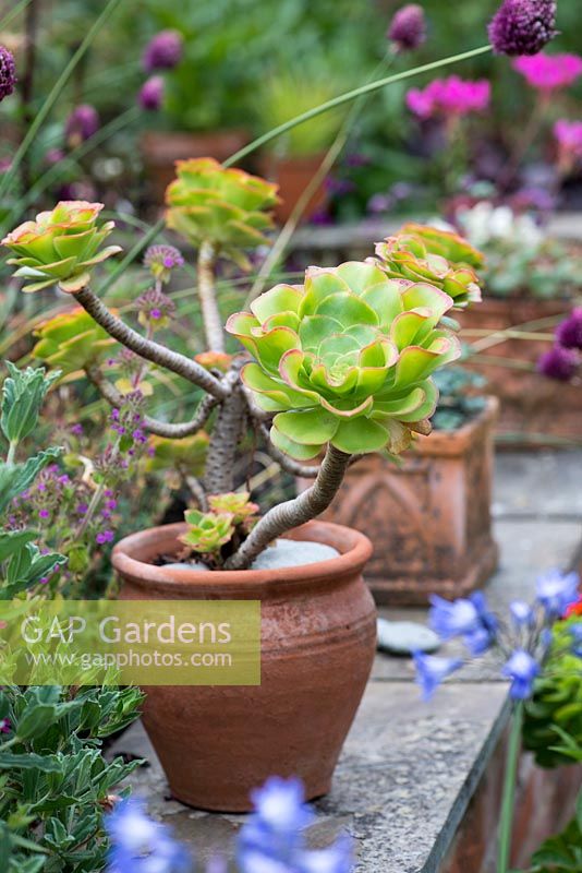 Pot planted with Aeonium arboreum on a low wall