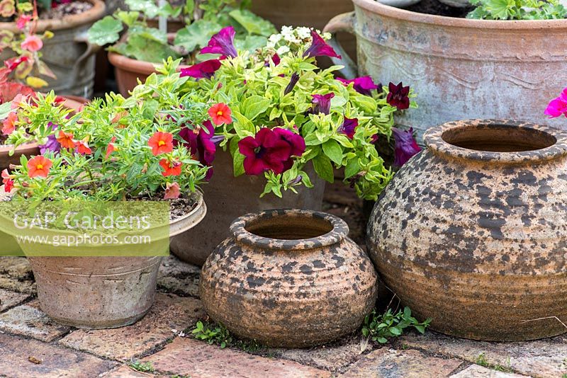 On brick terrace, weathered pots of petunias.