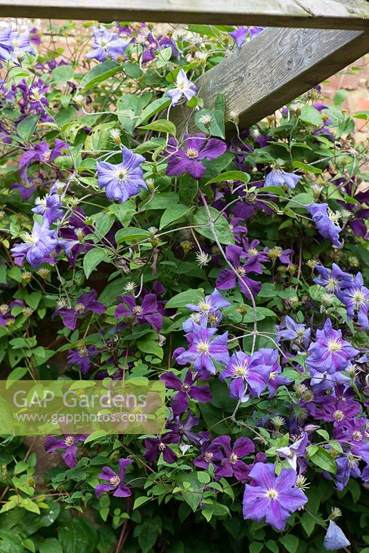 Clematis 'Etoile Violette' entwined with Clematis 'Perle d'Azur' on a wooden pergola, flowering in July