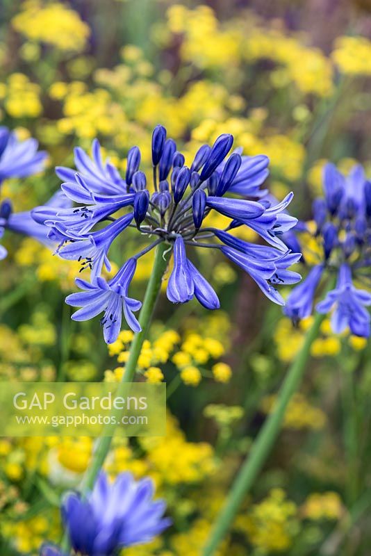 Agapanthus 'Navy Blue' - African lily, a perennial flowering in July