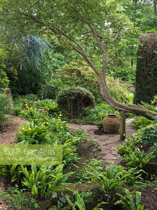 Woodland Garden. View over ferns and Californian poppies to stream edged in arum lily. Big old hawthorn at an angle, propped up. 