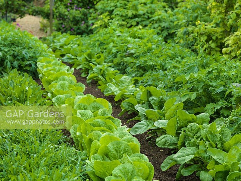 Kitchen garden of cutting flowers, fruit and vegetables. Neat rows of rocket and lettuce.