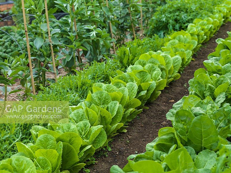 Kitchen garden of cutting flowers, fruit and vegetables. Neat rows of rocket, lettuce and broad beans.