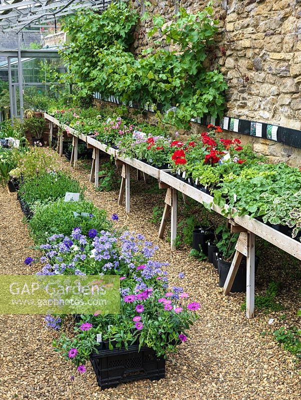 Sunken greenhouse with display trays of annuals and perennials for sale. Vine clambering up wall.