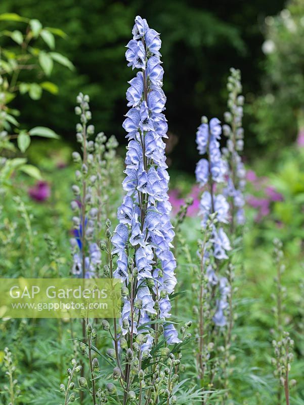 Aconitum Stainless Steel, aconite, a tall perennial with spikes of blue flowers in summer.