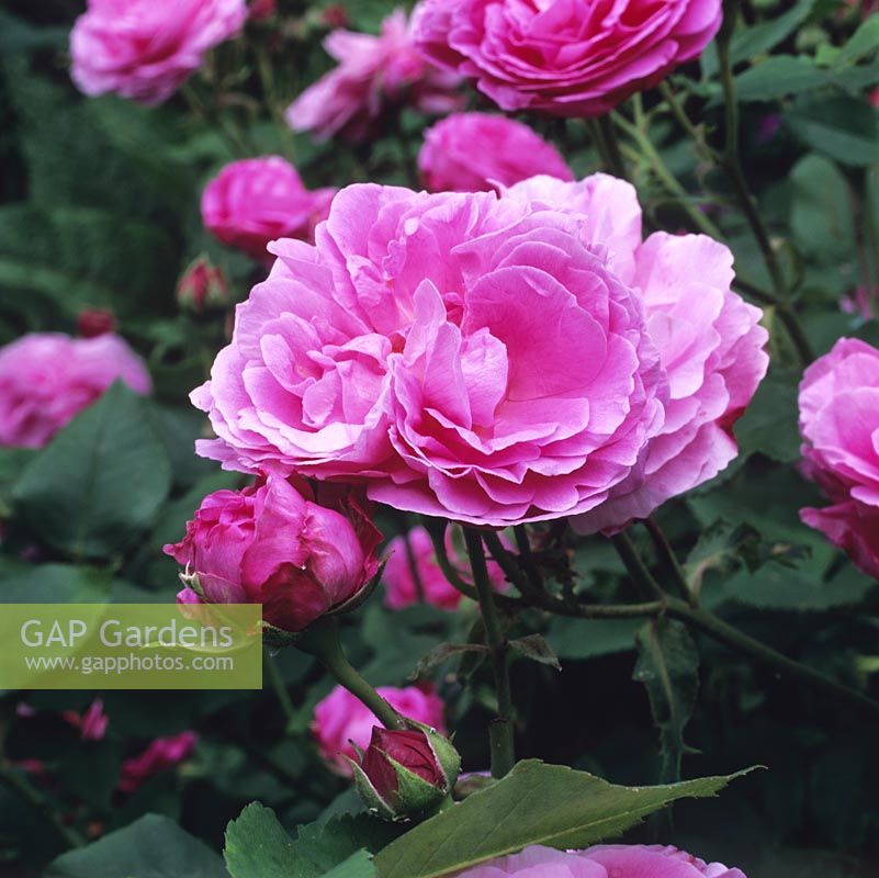 Rosa Louise Odier, a deep pink old Bourbon rose with double flowers.