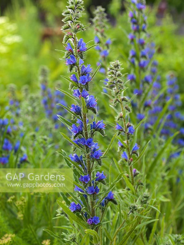 Echium vulgare, Viper's bugloss, a biennial or annual, bushy with upright, bristly spikes of blue flowers in summer.