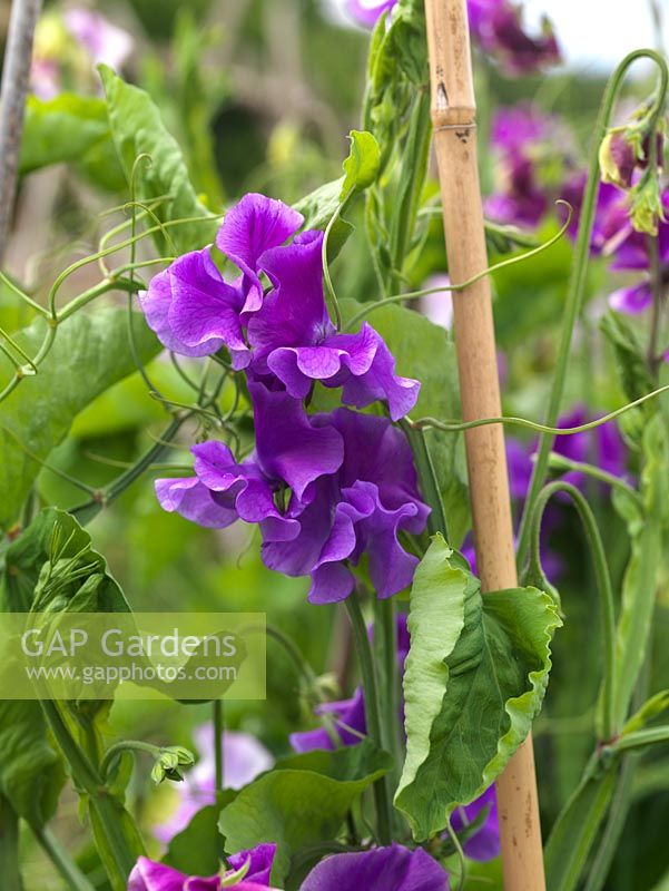Lathyrus odoratus, sweet pea, Scented Sweet Pea Collection, a fragrant, climbing annual, excellent cut flower in summer.