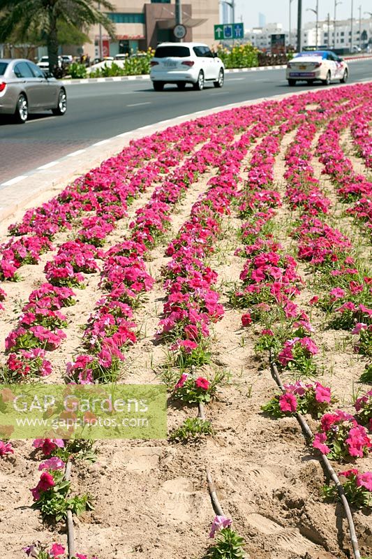 Dubai United Arab Emirates Petunia's growing on road sized verges with irrigation system bringing water to each individual plant.