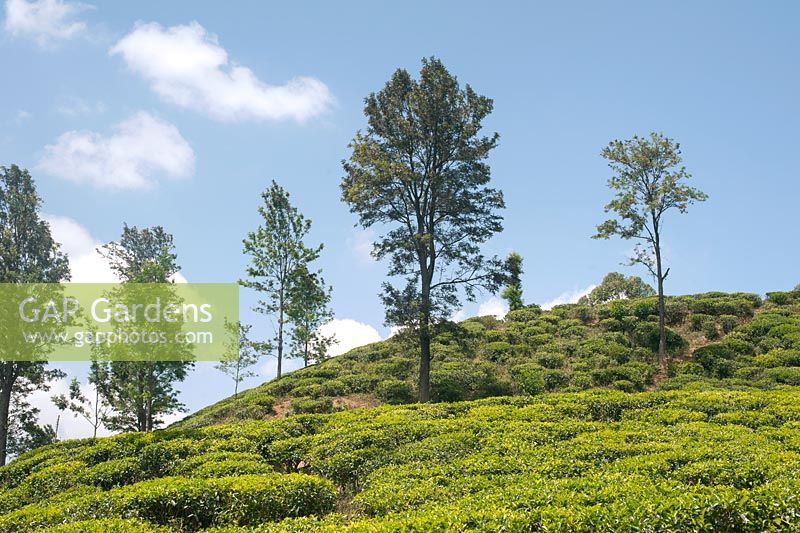 Camellia sinensis in the Sri Lankan hill country. Ella Sri Lanka Plantations of tea 