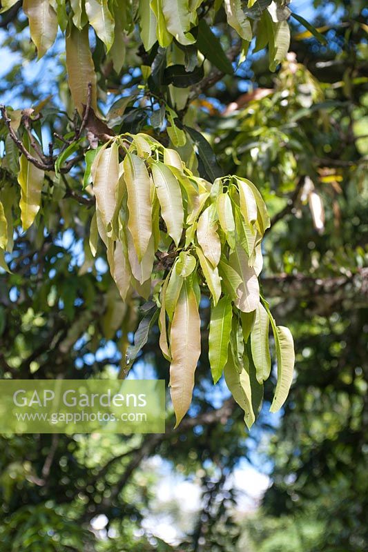 Mangifera Indica leaves - Mango