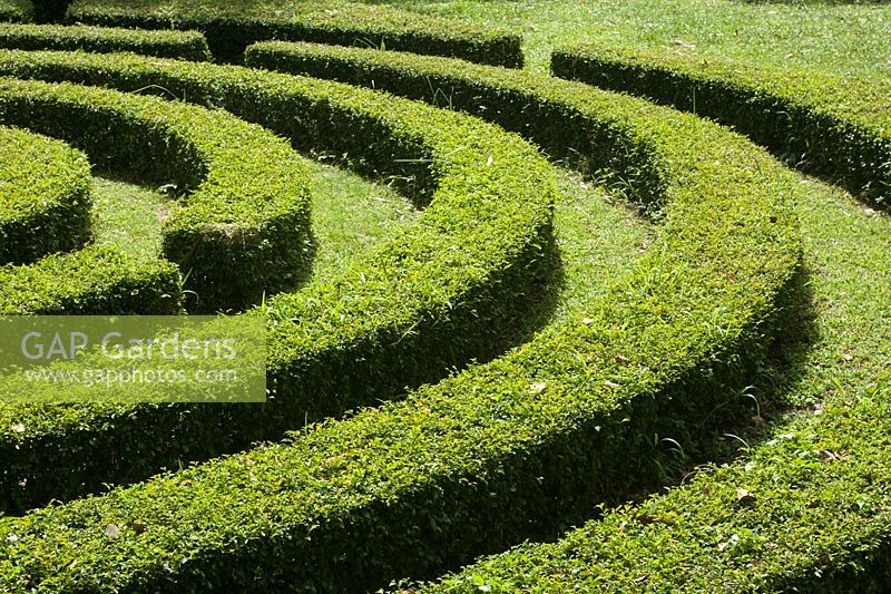 Maze abstract - Royal Botanical Gardens Peradeniya, Sri Lanka