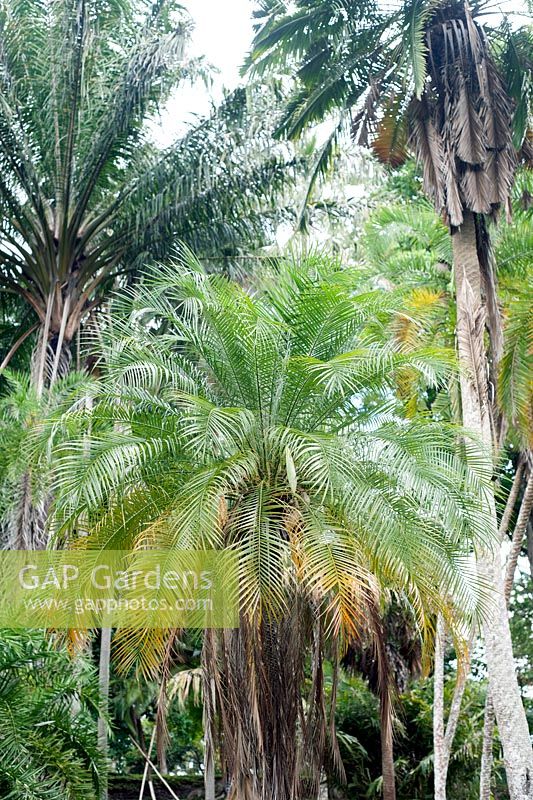 Phoenix robellini palm