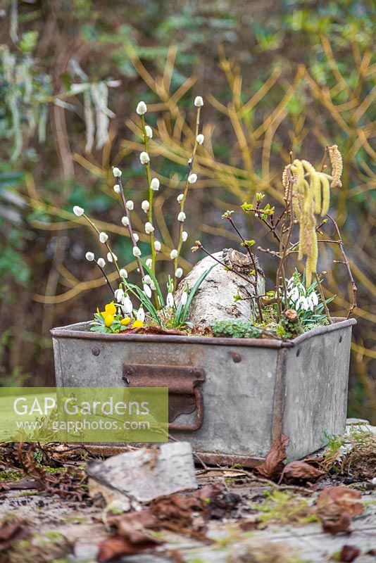 Miniature winter garden made with Eranthis - Winter Aconite, Galanthus - Snowdrops, Birch bark, Moss, Viburnum foliage, Alnus glutinosa  - Alder catkins Salix - Pussy Willow. 