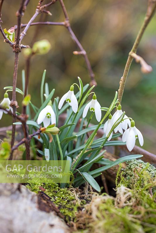 Detail of Snowdrops - Galanthus. 